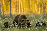 KA_160626_607 / Ursus arctos / Brunbjørn