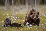 KA_160626_626 / Ursus arctos / Brunbjørn