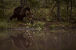 KA_160626_68 / Ursus arctos / Brunbjørn