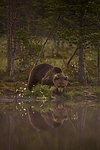 KA_160626_70 / Ursus arctos / Brunbjørn