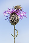 KA_160708_59 / Centaurea scabiosa / Fagerknoppurt <br /> Megachile lagopoda / Storbladskjærerbie