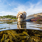 KA_160722_10 / Canis lupus familiaris / Hund