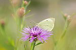 KA_160722_105 / Centaurea jacea / Engknoppurt <br /> Pieris brassicae / Stor kålsommerfugl