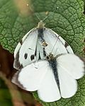 KA_160722_107 / Centaurea jacea / Engknoppurt <br /> Pieris brassicae / Stor kålsommerfugl