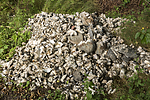 KA_160731_55 / Crassostrea gigas / Stillehavsøsters