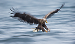 KA_160815_133 / Haliaeetus albicilla / Havørn