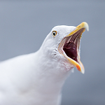KA_160815_88 / Larus argentatus / Gråmåke