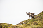 KA_160816_104 / Alces alces / Elg