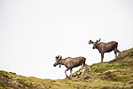 KA_160816_105 / Alces alces / Elg