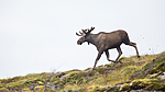 KA_160816_109 / Alces alces / Elg