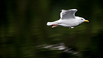 KA_160816_166 / Larus argentatus / Gråmåke