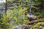 KA_160816_181 / Haliaeetus albicilla / Havørn
