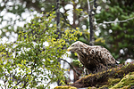 KA_160816_185 / Haliaeetus albicilla / Havørn