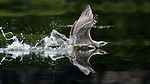 KA_160816_208 / Larus argentatus / Gråmåke