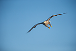 KA_160816_267 / Haliaeetus albicilla / Havørn