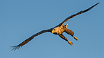 KA_160816_396 / Haliaeetus albicilla / Havørn