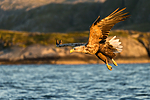 KA_160816_401 / Haliaeetus albicilla / Havørn