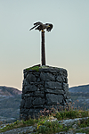 KA_160816_468 / Haliaeetus albicilla / Havørn