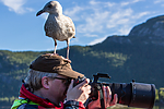 KA_160817_174 / Larus argentatus / Gråmåke