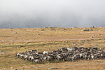 KA_160918_211 / Rangifer tarandus / Rein
