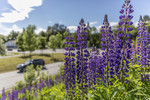 KA_170615_5 / Lupinus polyphyllus / Hagelupin