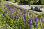 KA_170615_9 / Lupinus polyphyllus / Hagelupin