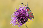 KA_170724_41 / Centaurea scabiosa / Fagerknoppurt <br /> Zygaena filipendulae / Seksflekket bloddråpesvermer