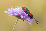 KA_170724_47 / Knautia arvensis / Rødknapp <br /> Zygaena filipendulae / Seksflekket bloddråpesvermer