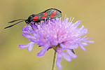 KA_170724_48 / Knautia arvensis / Rødknapp <br /> Zygaena filipendulae / Seksflekket bloddråpesvermer