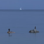 KA_170910_1 / Phalacrocorax carbo / Storskarv
