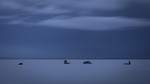 KA_170910_14 / Phalacrocorax carbo / Storskarv