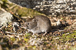 KA_170923_79 / Microtus agrestis / Markmus <br /> Microtus oeconomus / Fjellmarkmus