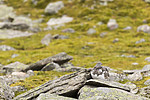 KA_170924_254 / Lagopus muta / Fjellrype