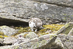 KA_170924_258 / Lagopus muta / Fjellrype