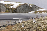 KA_170924_344 / Lagopus muta / Fjellrype