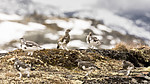 KA_170924_355 / Lagopus muta / Fjellrype