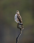 KA_171014_105 / Accipiter nisus / Spurvehauk