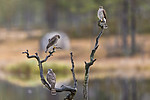 KA_171014_124 / Accipiter nisus / Spurvehauk
