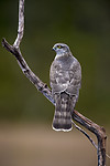 KA_171014_129 / Accipiter nisus / Spurvehauk