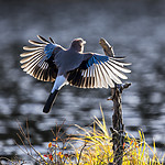 KA_171014_185 / Garrulus glandarius / Nøtteskrike