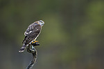 KA_171014_20 / Accipiter nisus / Spurvehauk