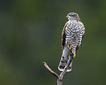 KA_171014_45 / Accipiter nisus / Spurvehauk