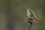KA_171014_57 / Accipiter nisus / Spurvehauk
