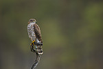 KA_171014_60 / Accipiter nisus / Spurvehauk