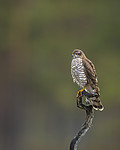 KA_171014_71 / Accipiter nisus / Spurvehauk