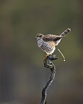 KA_171014_96 / Accipiter nisus / Spurvehauk