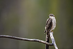 KA_171015_10 / Accipiter nisus / Spurvehauk