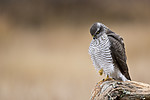 KA_171015_109 / Accipiter nisus / Spurvehauk