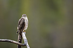 KA_171015_13 / Accipiter nisus / Spurvehauk