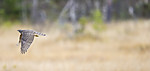 KA_171015_145 / Accipiter nisus / Spurvehauk